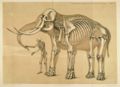Comparative view of the human and elephant frame, Benjamin Waterhouse Hawkins, 1860.jpg