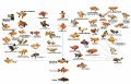 Tree breeding species of goldfish.jpg