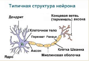 Аксон — Традиция