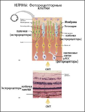 Фоторецепторные клетки сетчатки глаза — Традиция