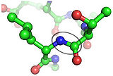 Peptide bond s leizinom i treoninom+.jpg