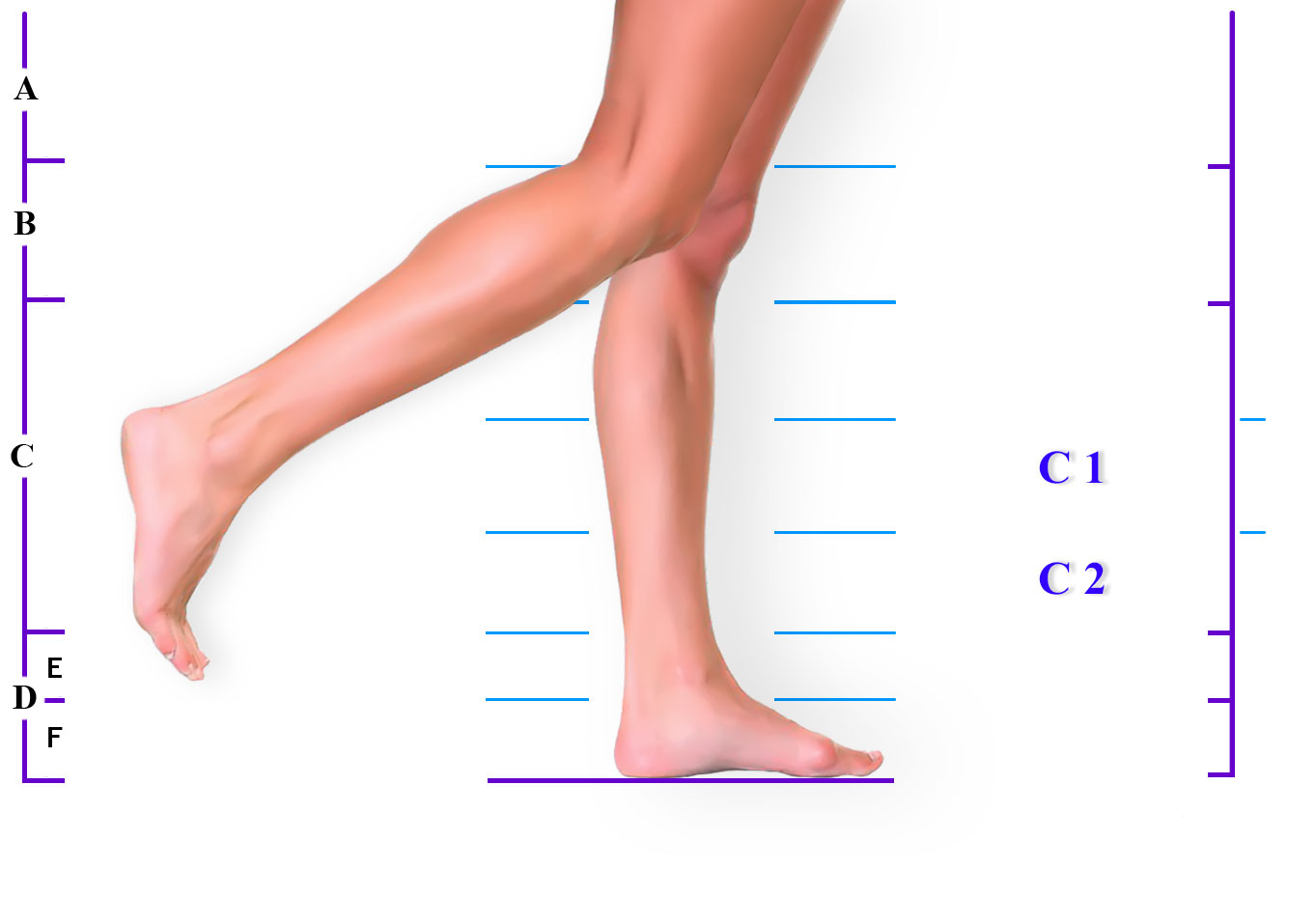 Часть ноги на б. Части ноги. Нижняя часть ноги. Название частей ноги. Голень ноги человека.