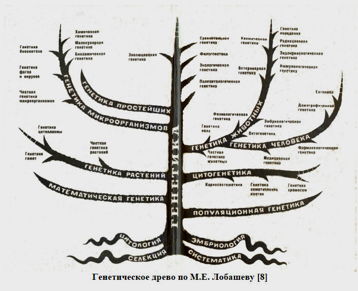 Эволюция большого дерева 187. Родословная схема. Генетическое Древо схема. Древо астрономии. Географическое Древо.