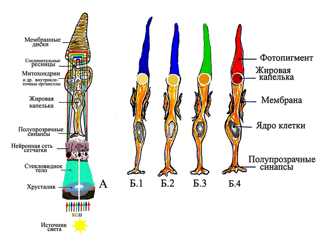 Цвета колбочек в глазу