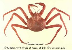 Lithodes couesi s.jpg