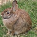 Wild rabbit us.jpg