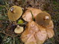 Suillus bovinus.jpg