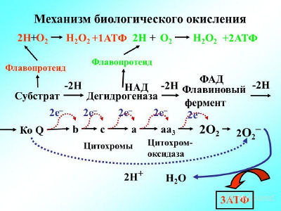 Окисление биологическое Slide 11.jpg