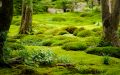 Moss garden-1.jpg