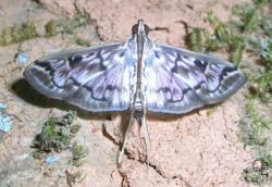 Moth coorg.jpg