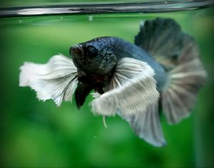 Elephant Ear Betta.jpg