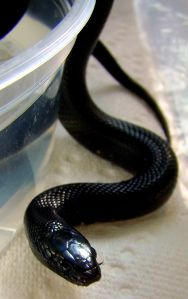 Lampropeltis getula nigrita.jpeg