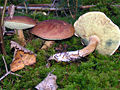 Boletus badius01.jpg