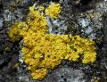 Lichen live-4.jpg