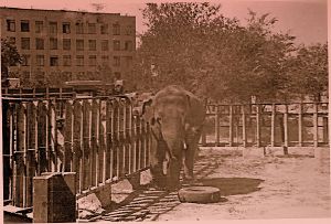 Батыр в вольере территории зимнего зоопарка (весна 1978 г.)[42]